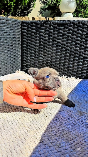 Bulldog francez Blue  - imagine 3