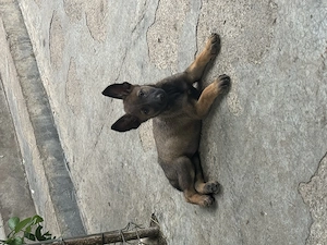 * Pui de Ciobănesc Belgian Malinois - imagine 5