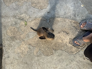 * Pui de Ciobănesc Belgian Malinois