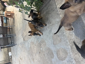 * Pui de Ciobănesc Belgian Malinois - imagine 4