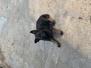 * Pui de Ciobănesc Belgian Malinois - imagine 2
