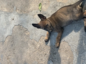 * Pui de Ciobănesc Belgian Malinois - imagine 3