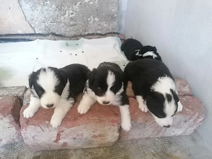 Puiuți Border Collie 