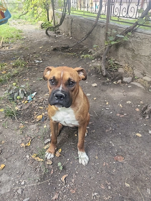 Disponibil Pui boxer - imagine 2