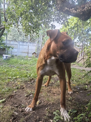 Disponibil Pui boxer - imagine 3