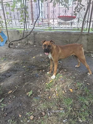 Disponibil Pui boxer - imagine 4