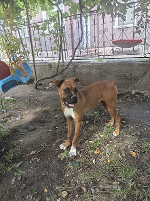 Disponibil Pui boxer - imagine 5