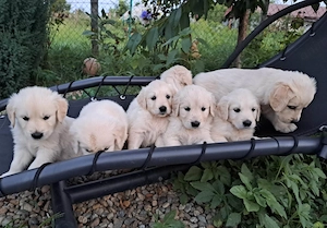 Pui Golden Retriever masculi si femele - imagine 2