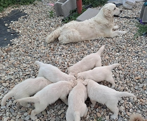 Pui Golden Retriever masculi si femele - imagine 3