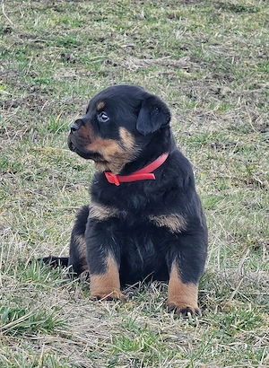 Pui Rottweiler talie mare 