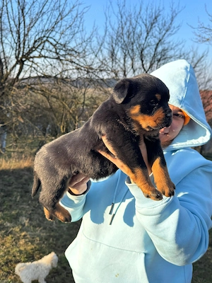 Pui Rottweiler talie mare  - imagine 4