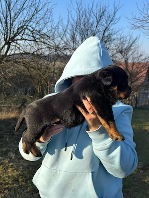 Pui Rottweiler talie mare  - imagine 3