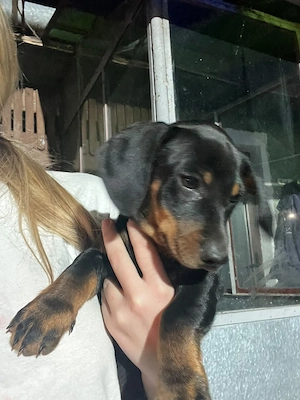 Catei Teckel cu pete de foc,in vârstă de 12 saptamani