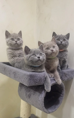 O fetiță adorabilă  am rămas in căutarea unei noi familii iubitoare !Data nasterii  01 06 2026 - imagine 3