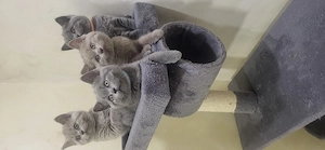 British Shorthair,2 fetițe și 2 băieți născuți in1.06. - imagine 3