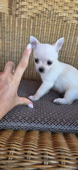 Catelusi Chihuahua Toy - imagine 3