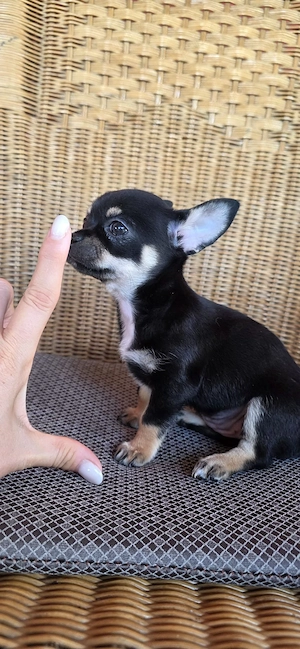 Catelusi Chihuahua Toy