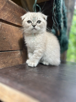 Pui pisica Scottish Fold - imagine 3