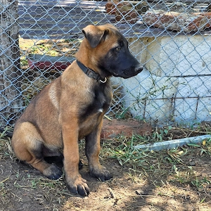 Puiut mascul Ciobanesc Belgian Malinois - imagine 2