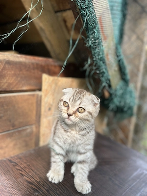 Pui pisica Scottish Fold - imagine 5