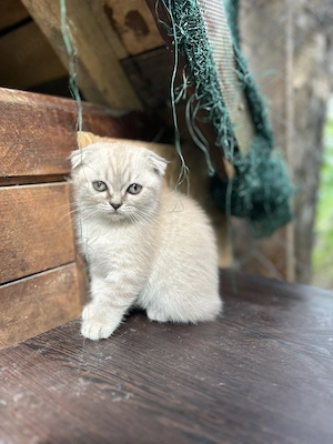 Pui pisica Scottish Fold - imagine 4