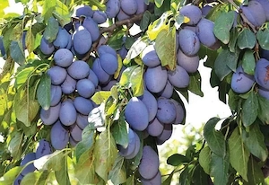 vand prune de tuica 