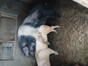 De vanzare vier bazna