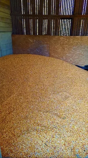 Porumb boabe proaspăt sfârnit