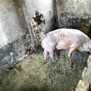 Vand porci  - imagine 3