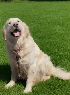 Pui Golden Retriever masculi si femele - imagine 5