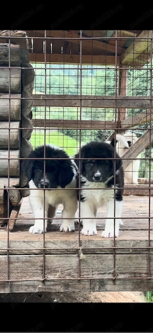 Catei ciobanesc de bucovina 