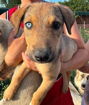 Donez 10 catelusi, 5 fetite si cinci baieti, mama metis de Husky