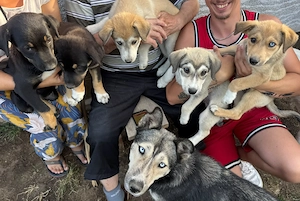 Donez 10 catelusi, 5 fetite si cinci baieti, mama metis de Husky - imagine 5