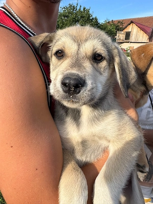Donez 10 catelusi, 5 fetite si cinci baieti, mama metis de Husky - imagine 4