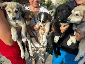 Donez 10 catelusi, 5 fetite si cinci baieti, mama metis de Husky - imagine 3