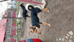 Catei Ciobanesc German