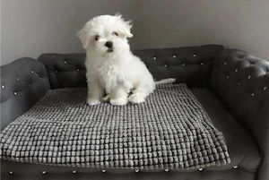 oferta imbatabila! Maltipoo puiuți disponibili imediat.  