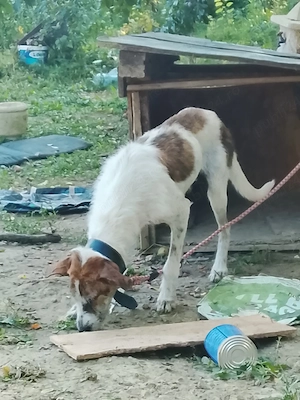 de vânzare câini au 1 săptămână mesaj in privat pentru ei - imagine 4