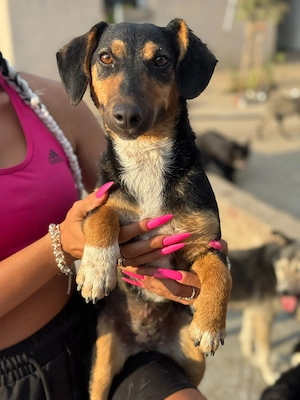 Donez catelusa talie mica, 1 an sterilizata