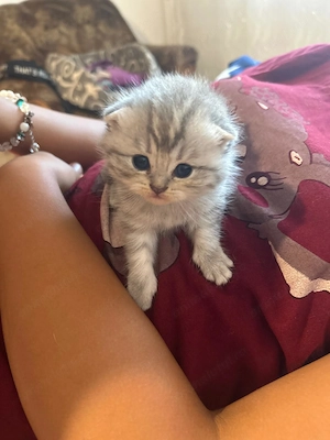 Pui british short hair și scottish fold.au o luna disponibili din 25 august.inca alapteaza - imagine 2