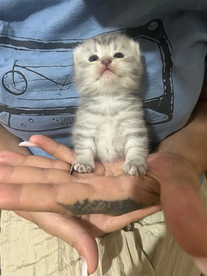 Pui british short hair și scottish fold.au o luna disponibili din 25 august.inca alapteaza - imagine 6