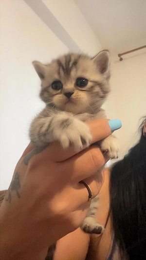 Pui british short hair și scottish fold.au o luna disponibili din 25 august.inca alapteaza - imagine 4