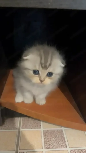Pui british short hair și scottish fold.au o luna disponibili din 25 august.inca alapteaza
