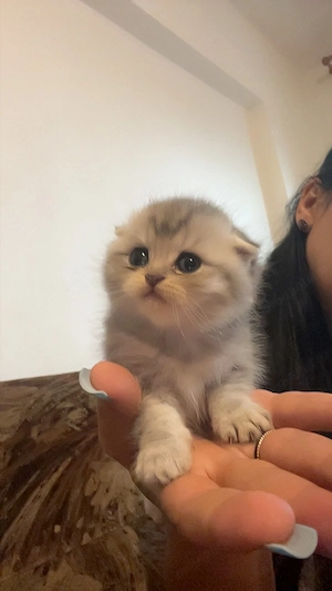 Pui british short hair și scottish fold.au o luna disponibili din 25 august.inca alapteaza - imagine 3