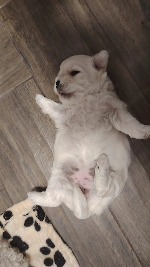 Puiuț bichon bolonez - imagine 3