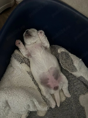 Puiuț bichon bolonez