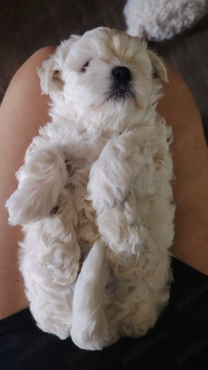 Puiuț bichon bolonez - imagine 2