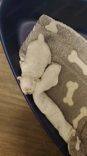 Puiuț bichon bolonez - imagine 4