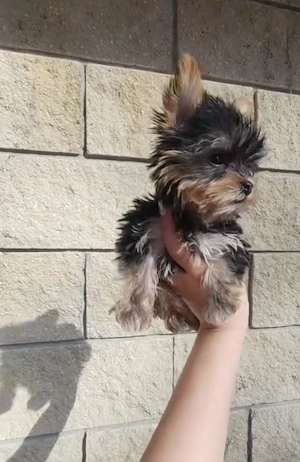 Baietel Yorkshire Terrier - imagine 3