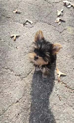 Baietel Yorkshire Terrier - imagine 2